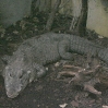 vivarium 012.jpg